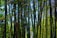 Tall bamboo trees with slender green stalks, interspersed with yellow and brown leaves. The light filters through the dense foliage, creating a serene and natural atmosphere.