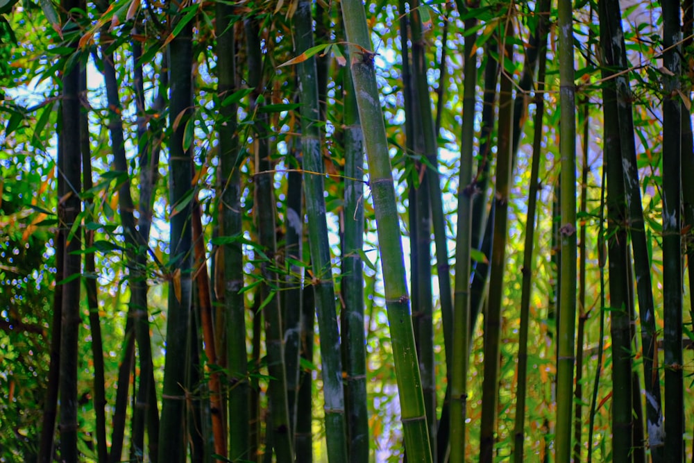 Un grupo de altos árboles de bambú en un bosque