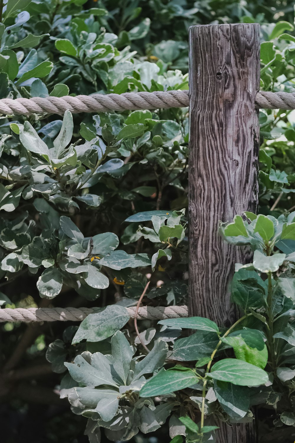 a close up of a fence post with leaves on it