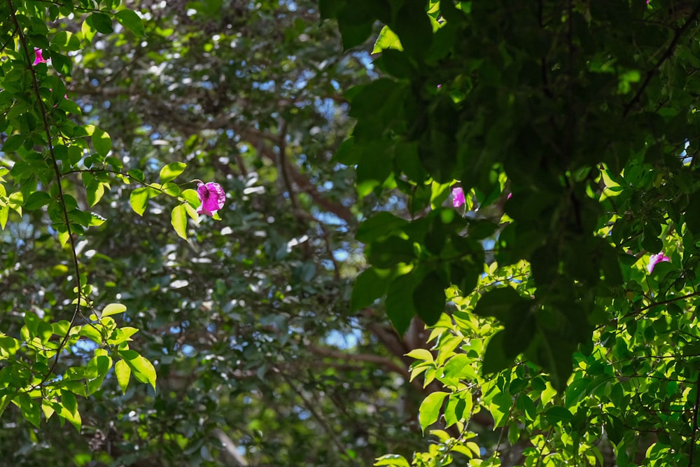 a pink flower in the middle of a forest