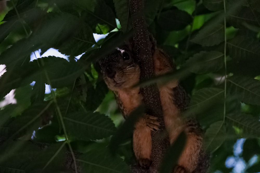 a squirrel is hanging from a tree branch