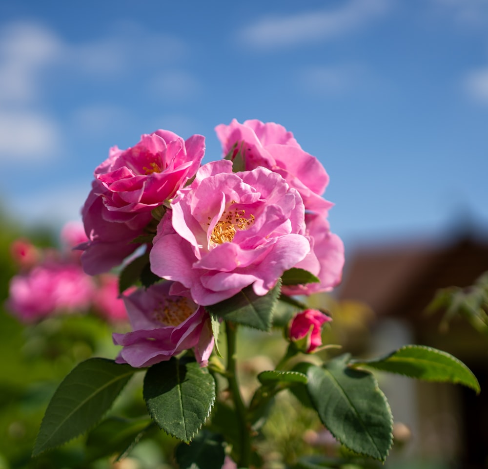 a pink rose is blooming in a garden