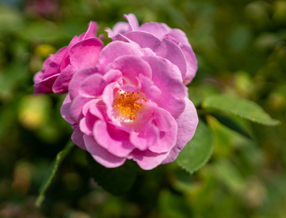 a pink flower with green leaves in the background