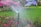 A lawn sprinkler waters a lush green garden surrounded by vibrant pink flowers. The water droplets form a mist as they spray, creating a dynamic and lively scene. In the background, there are blurred colorful plants and benches, suggesting a well-maintained park or public garden.