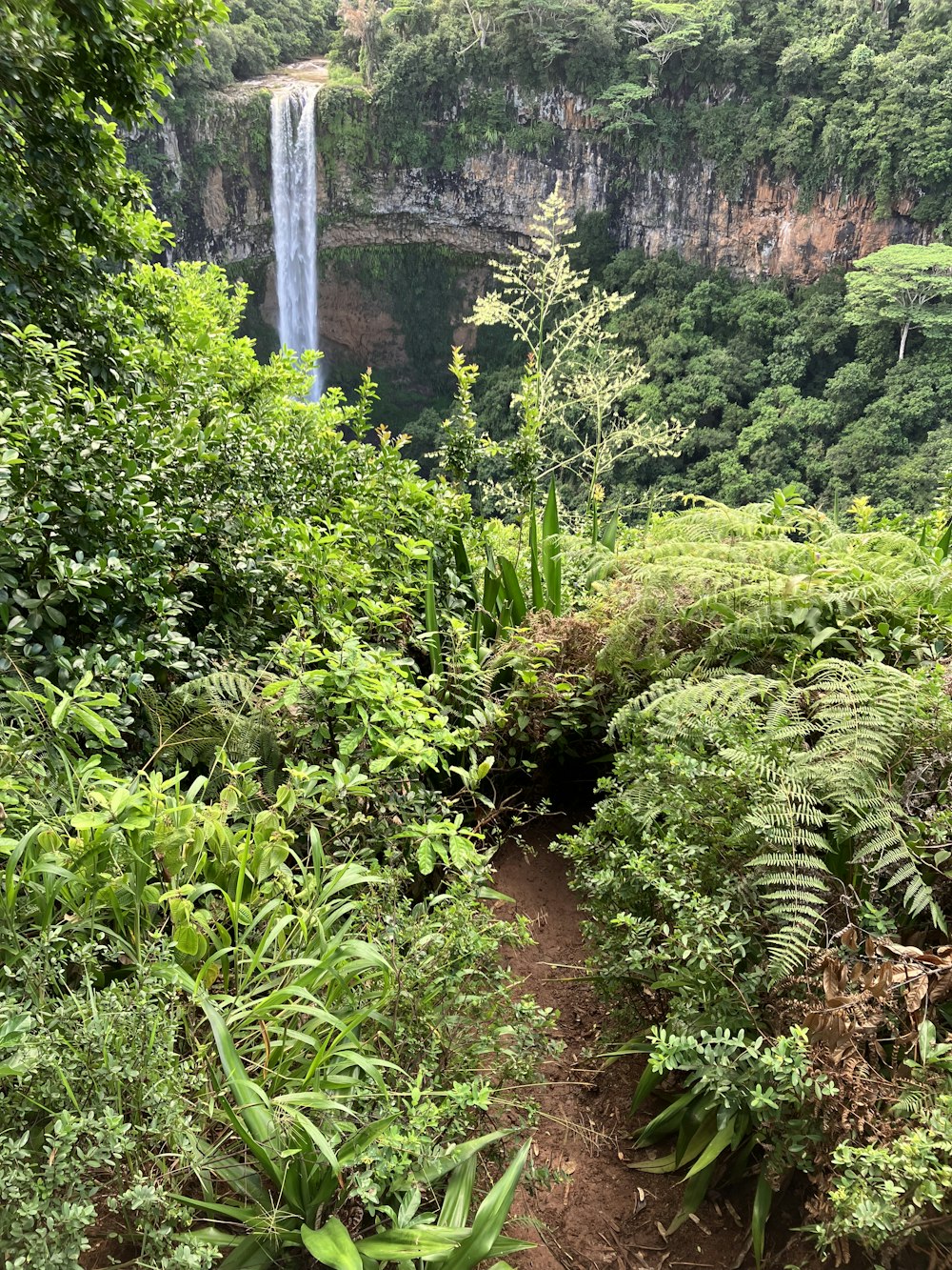 a lush green forest with a waterfall in the background