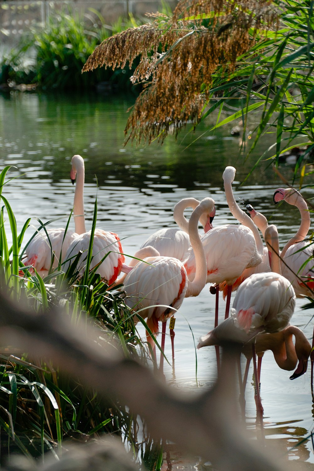 a group of flamingos standing in a body of water