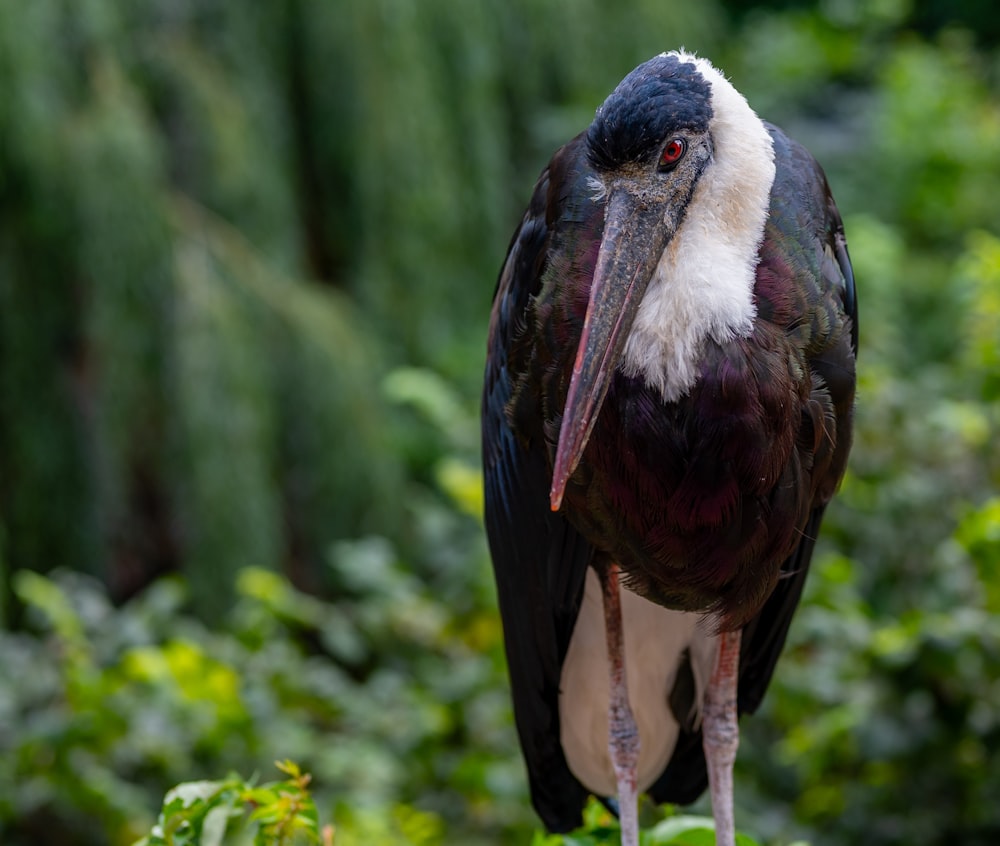 a close up of a bird on a tree branch