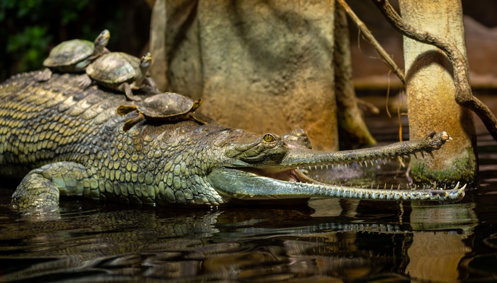 a large alligator with a group of turtles on it's back