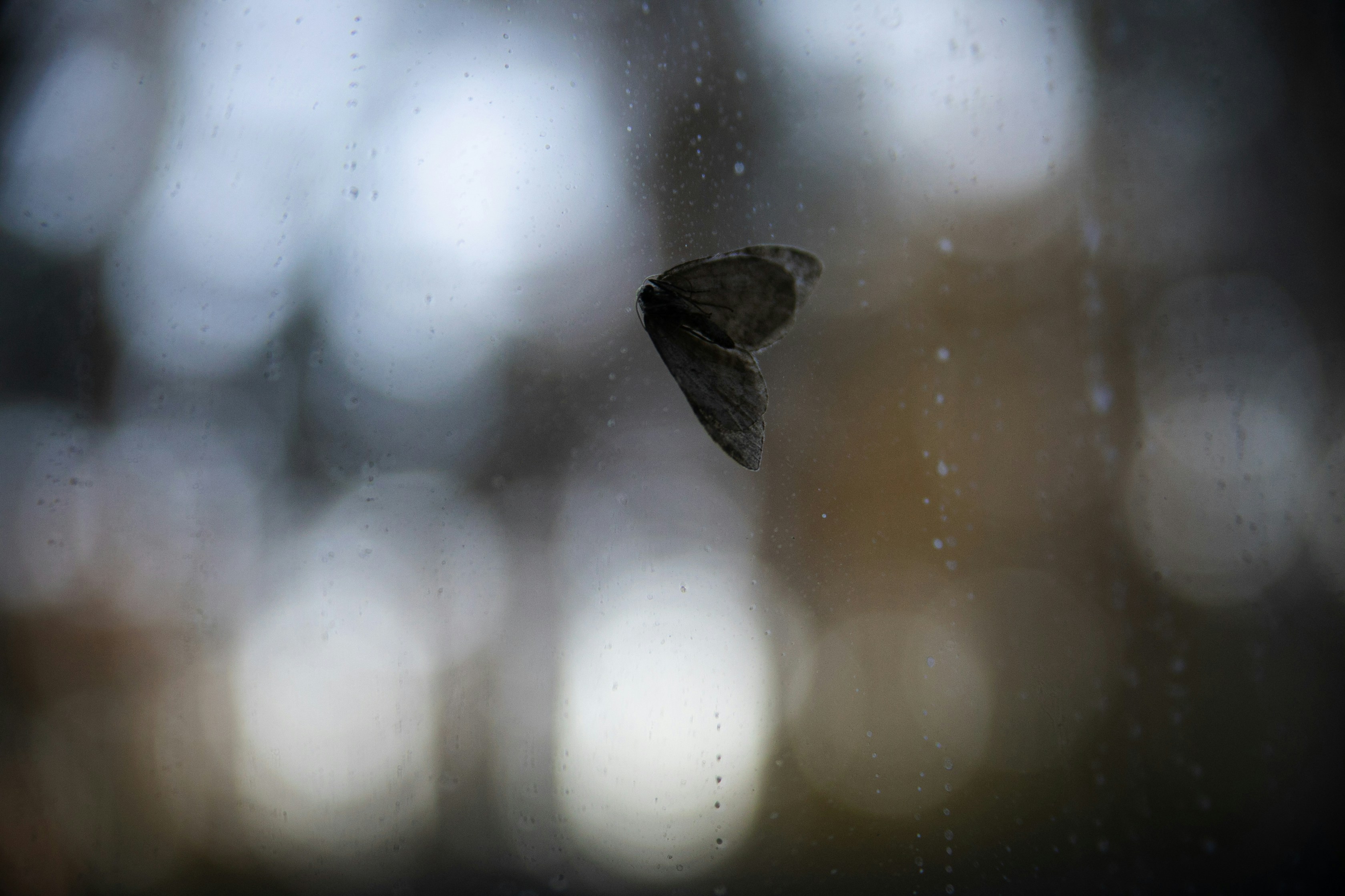Small moth on a rain-covered window