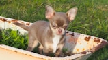 A small brown and white Chihuahua stands inside a rusty wheelbarrow, surrounded by green grass and leafy plants.