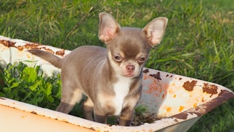 A small brown and white Chihuahua stands inside a rusty wheelbarrow, surrounded by green grass and leafy plants.