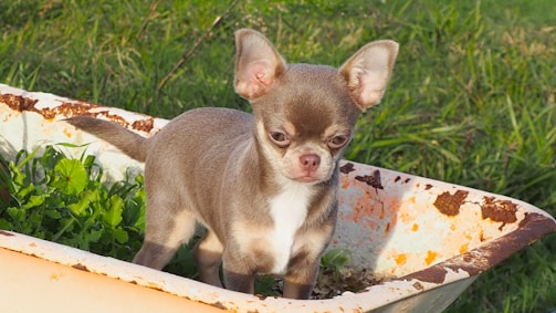 A small brown and white Chihuahua stands inside a rusty wheelbarrow, surrounded by green grass and leafy plants.