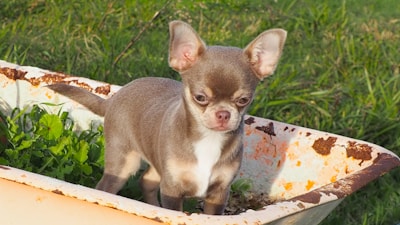 A small brown and white Chihuahua stands inside a rusty wheelbarrow, surrounded by green grass and leafy plants.
