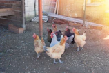 A group of happy chickens roaming freely in a sunny sanctuary yard.