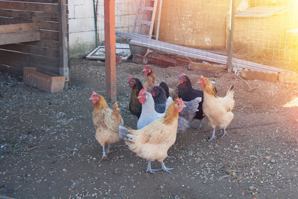 A group of healthy dnk sweater chicks exploring a sunny outdoor pen
