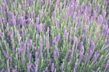 A dense field of lavender plants with tall, slender purple flowers and green foliage. The arrangement is natural and lush, with the spikes of flowers emerging prominently from the greenery.