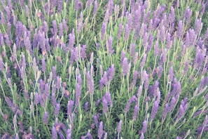 A dense field of lavender plants with tall, slender purple flowers and green foliage. The arrangement is natural and lush, with the spikes of flowers emerging prominently from the greenery.