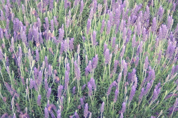 A dense field of lavender plants with tall, slender purple flowers and green foliage. The arrangement is natural and lush, with the spikes of flowers emerging prominently from the greenery.