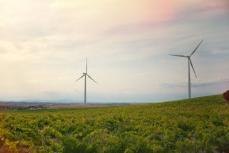 Two large wind turbines stand prominently in the center of a sprawling green field. The landscape is lush with rows of vegetation, likely a vineyard or crops. The sky above is filled with soft, diffused clouds, creating a serene and peaceful atmosphere.