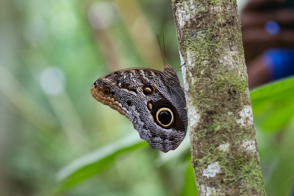 a close up of a butterfly on a tree