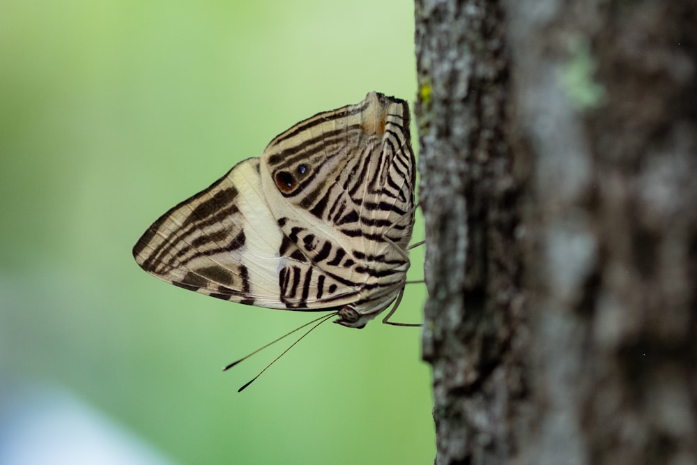 a close up of a butterfly on a tree