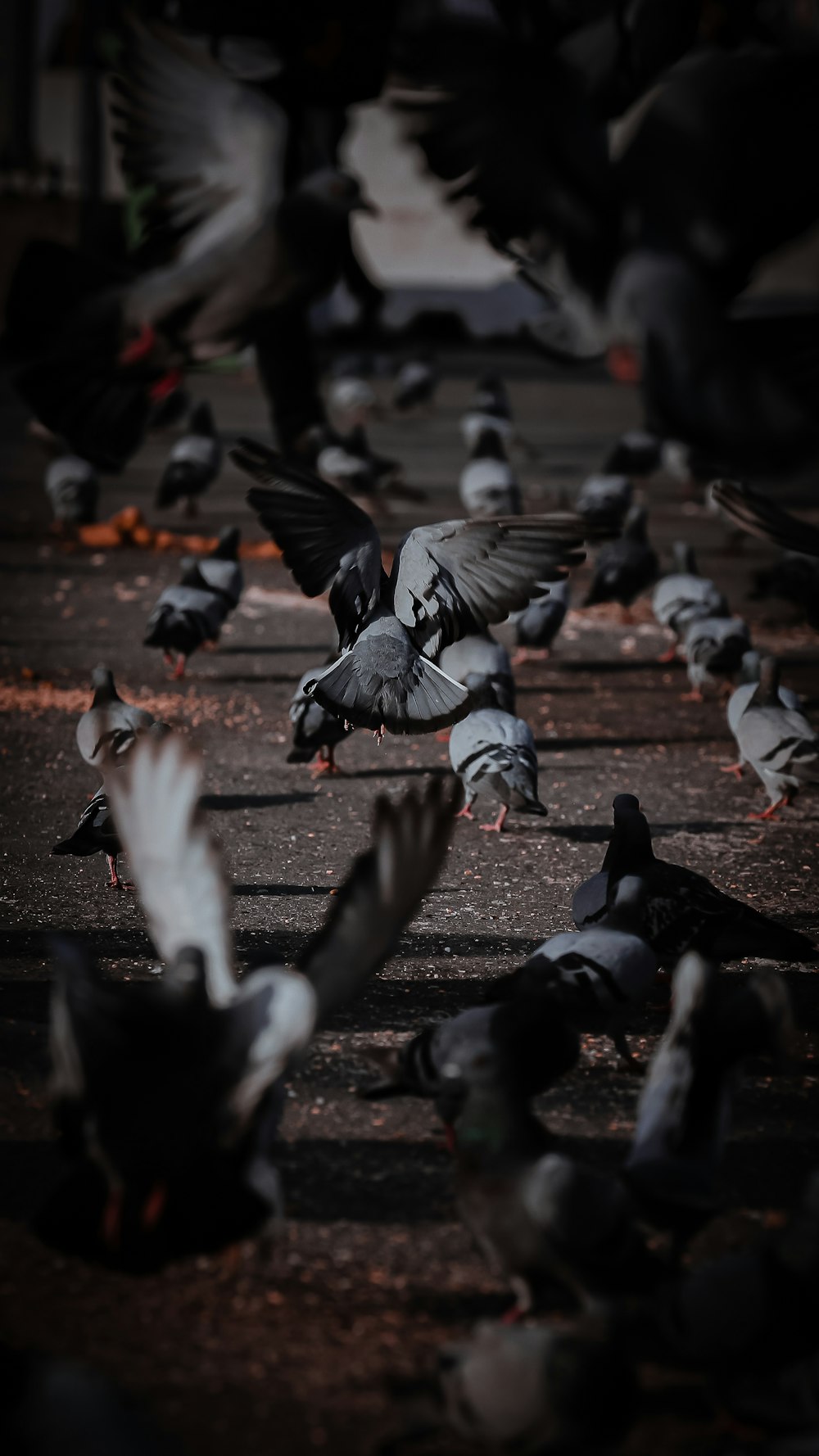 a flock of birds standing on top of a parking lot