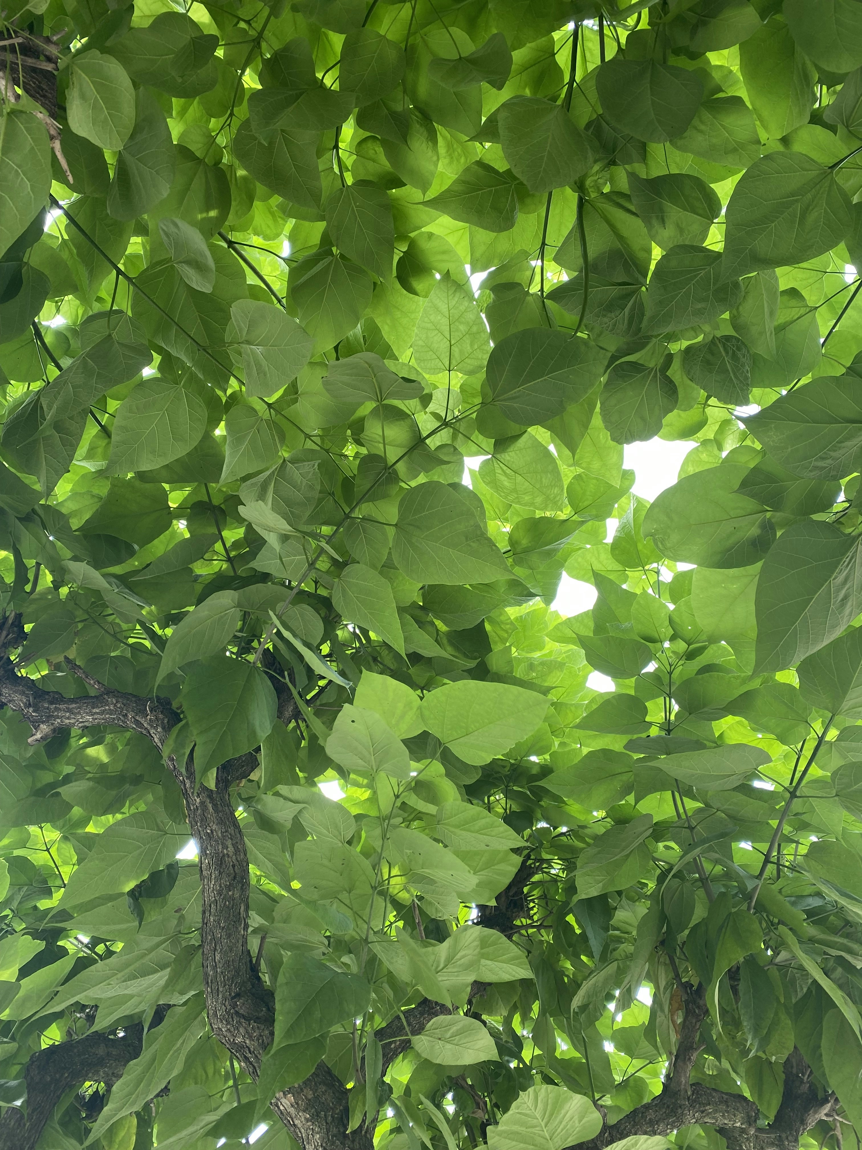 Photo by starsofessie