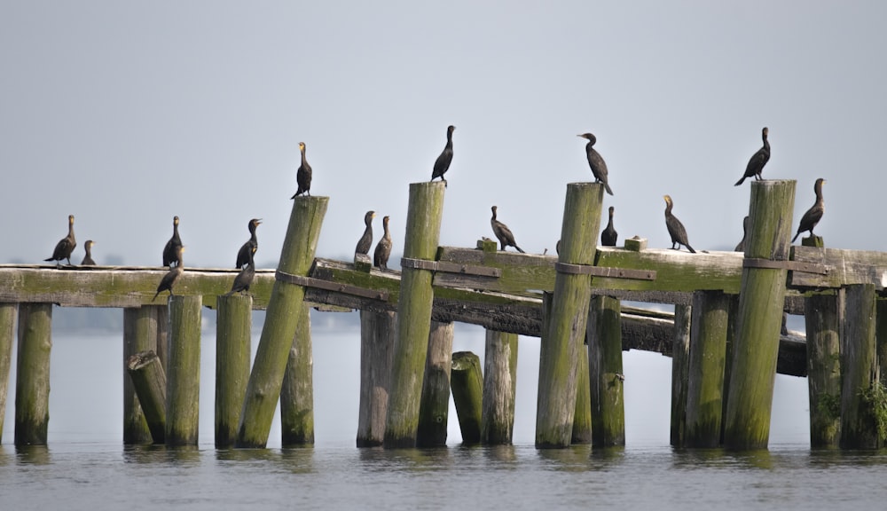 a flock of birds sitting on top of a wooden pier