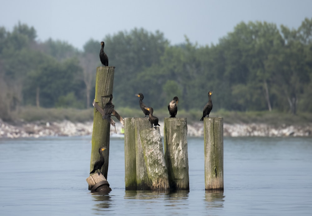 a group of birds sitting on wooden posts in the water