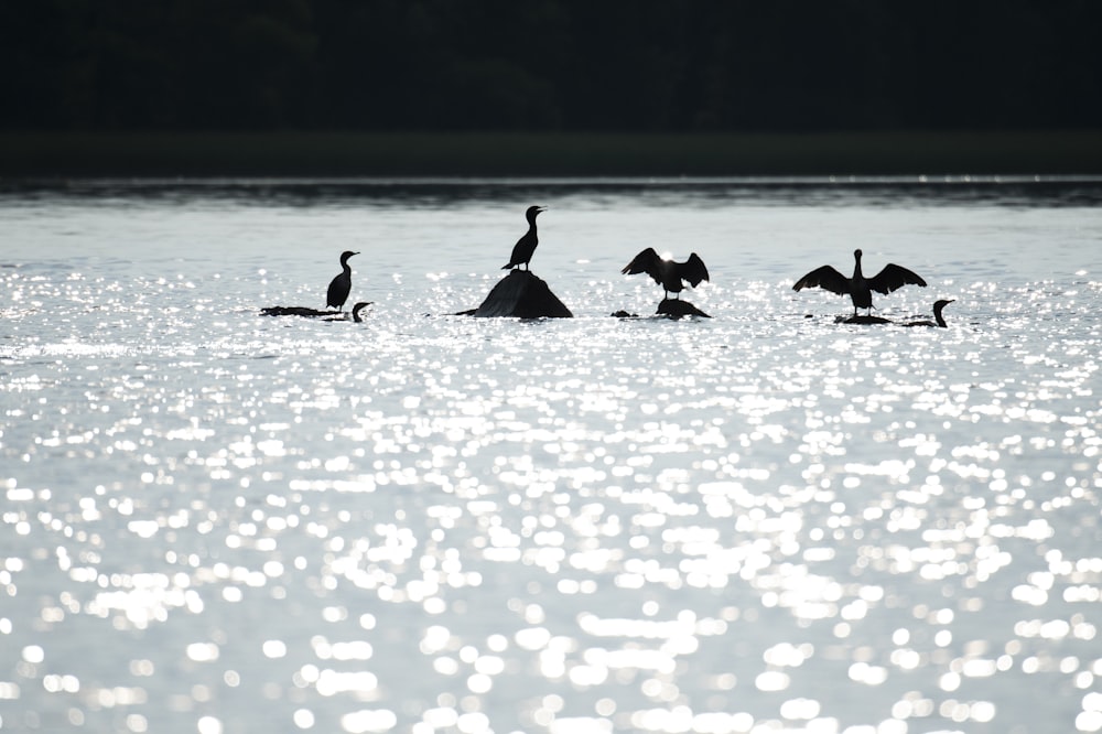 Un grupo de pájaros sentados en la cima de una roca en el agua