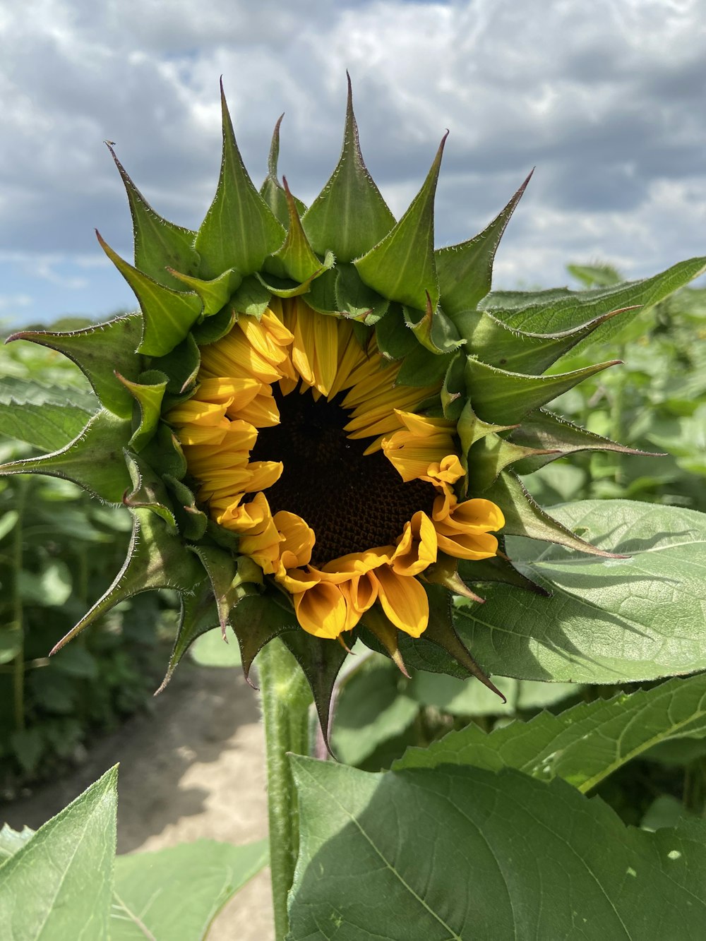 a large sunflower is blooming in a field