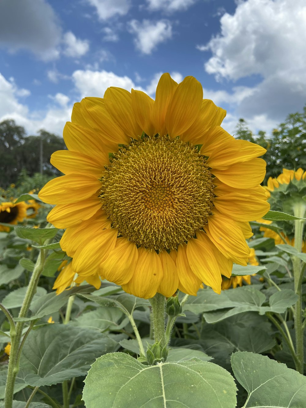 a large sunflower in a field of sunflowers