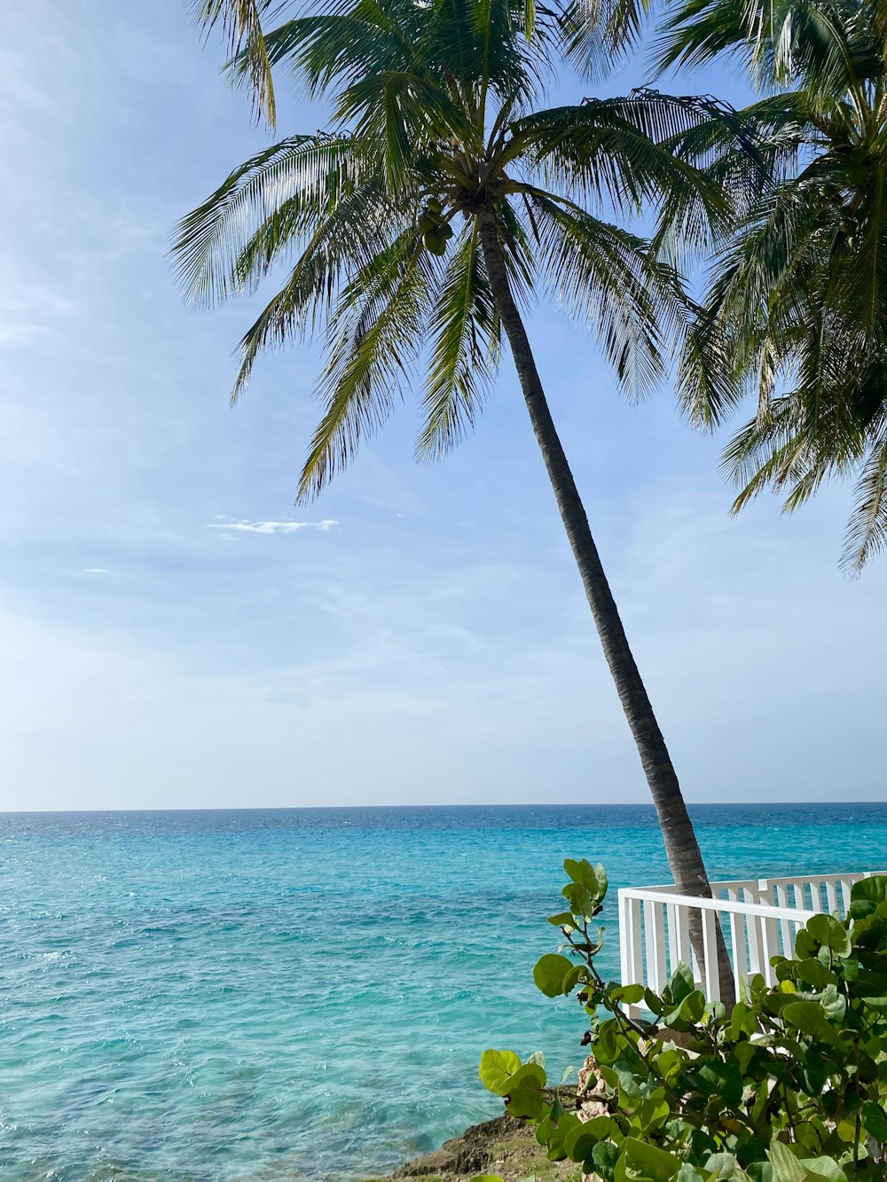 a palm tree leaning against a white fence near the ocean