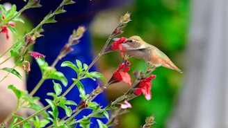 A hummingbird is feeding from a cluster of vibrant red flowers. Its wings are blurred, indicating rapid movement, while its body is detailed and sharp. The hummingbird's colors blend with the green leaves and red blossoms. The background is softly blurred, enhancing the focus on the bird and flowers.