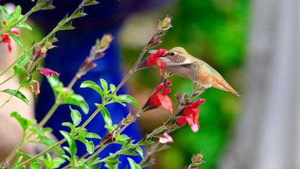 A hummingbird is feeding from a cluster of vibrant red flowers. Its wings are blurred, indicating rapid movement, while its body is detailed and sharp. The hummingbird's colors blend with the green leaves and red blossoms. The background is softly blurred, enhancing the focus on the bird and flowers.