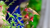 A hummingbird is feeding from a cluster of vibrant red flowers. Its wings are blurred, indicating rapid movement, while its body is detailed and sharp. The hummingbird's colors blend with the green leaves and red blossoms. The background is softly blurred, enhancing the focus on the bird and flowers.