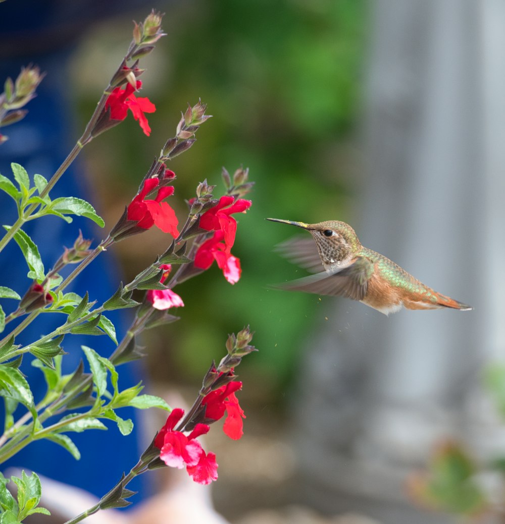 a hummingbird hovering over a red flower