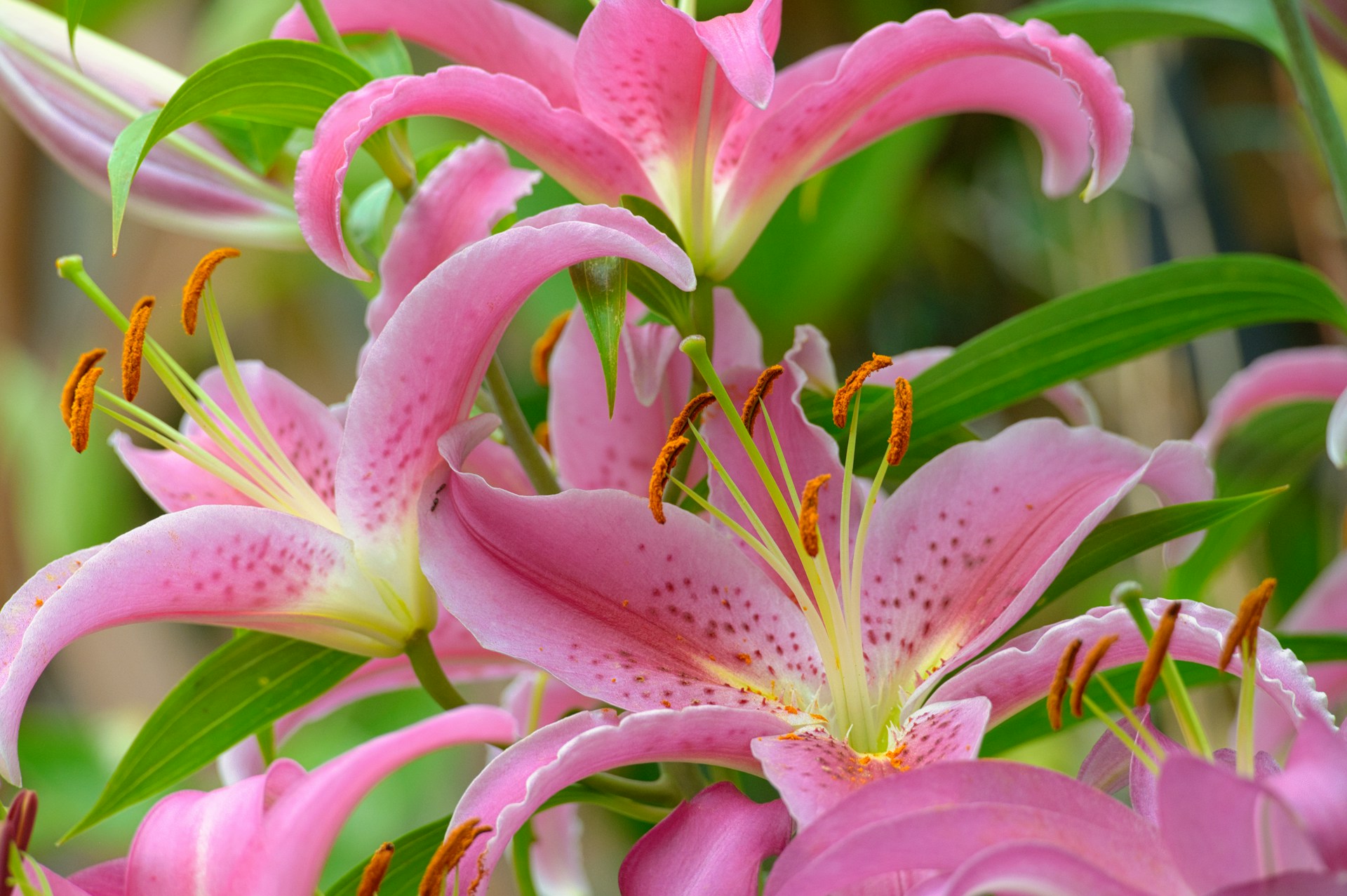 a bunch of pink flowers with green leaves