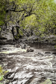 A fast-flowing river with swirling water currents runs through a dense forest of twisted trees with lush green leaves. The scene is natural and somewhat wild, with the trees forming an intricate network of branches above the water.