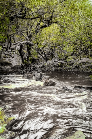 A fast-flowing river with swirling water currents runs through a dense forest of twisted trees with lush green leaves. The scene is natural and somewhat wild, with the trees forming an intricate network of branches above the water.