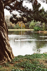 A serene pond at dawn with ducks gliding across the water surrounded by lush greenery.