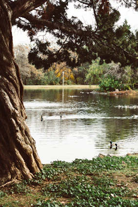 A serene pond at dawn with ducks gliding across the water surrounded by lush greenery.