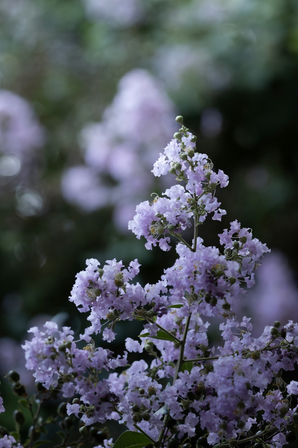 un bouquet de fleurs qui sont dans l’herbe