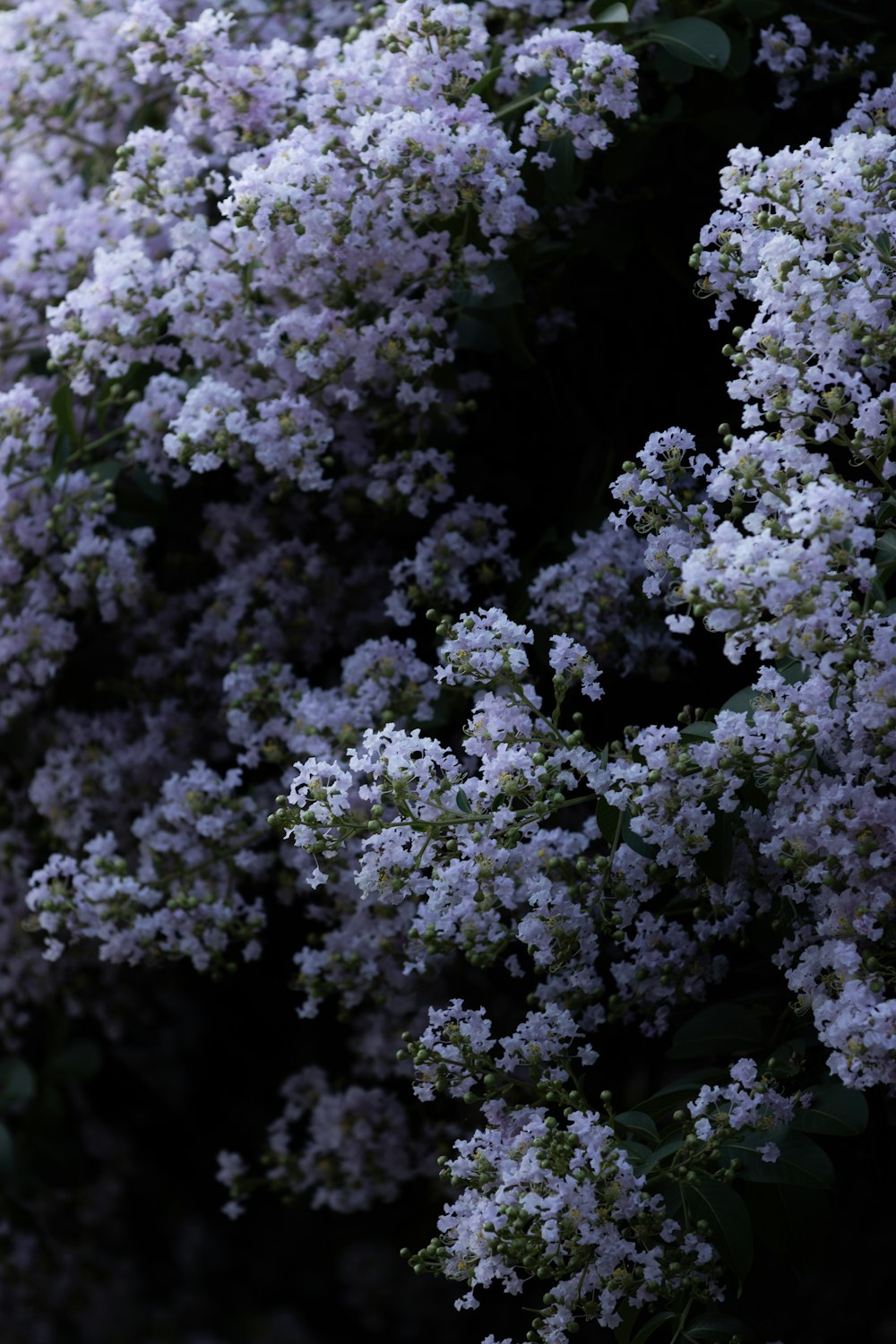 Gros plan d’un bouquet de fleurs violettes