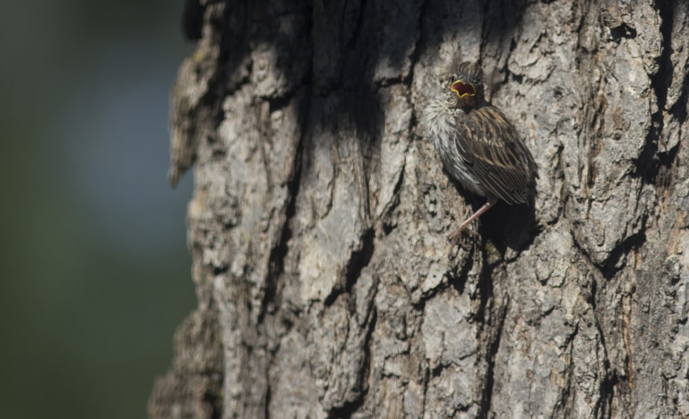 a small bird perched on the bark of a tree