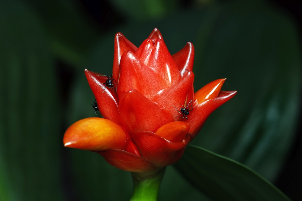 a red flower with green leaves in the background