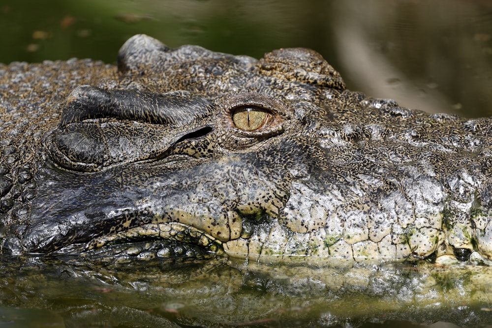 a close up of an alligator's head in the water