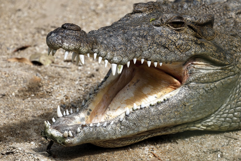 a large alligator with its mouth open showing teeth