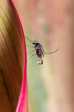 a close up of a mosquito on a flower