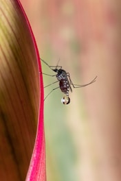 A close-up of a mosquito gripping onto the edge of a large leaf. The mosquito's body is clearly visible with fine details, and there's a small water droplet attached to it. The leaf has red edges and greenish-brown tones, creating a nice contrast with the insect.